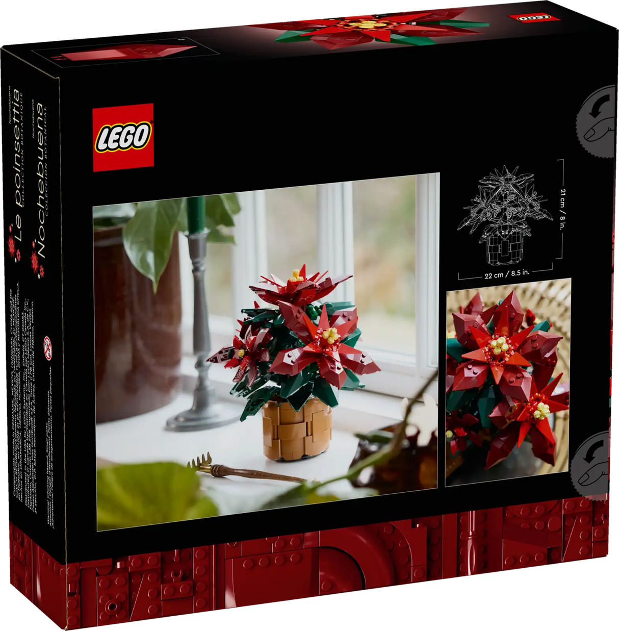 Poinsettia