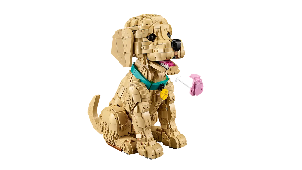 Golden Retriever Puppy