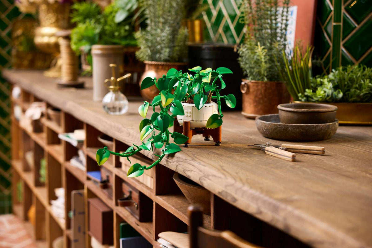 Hanging Golden Pothos