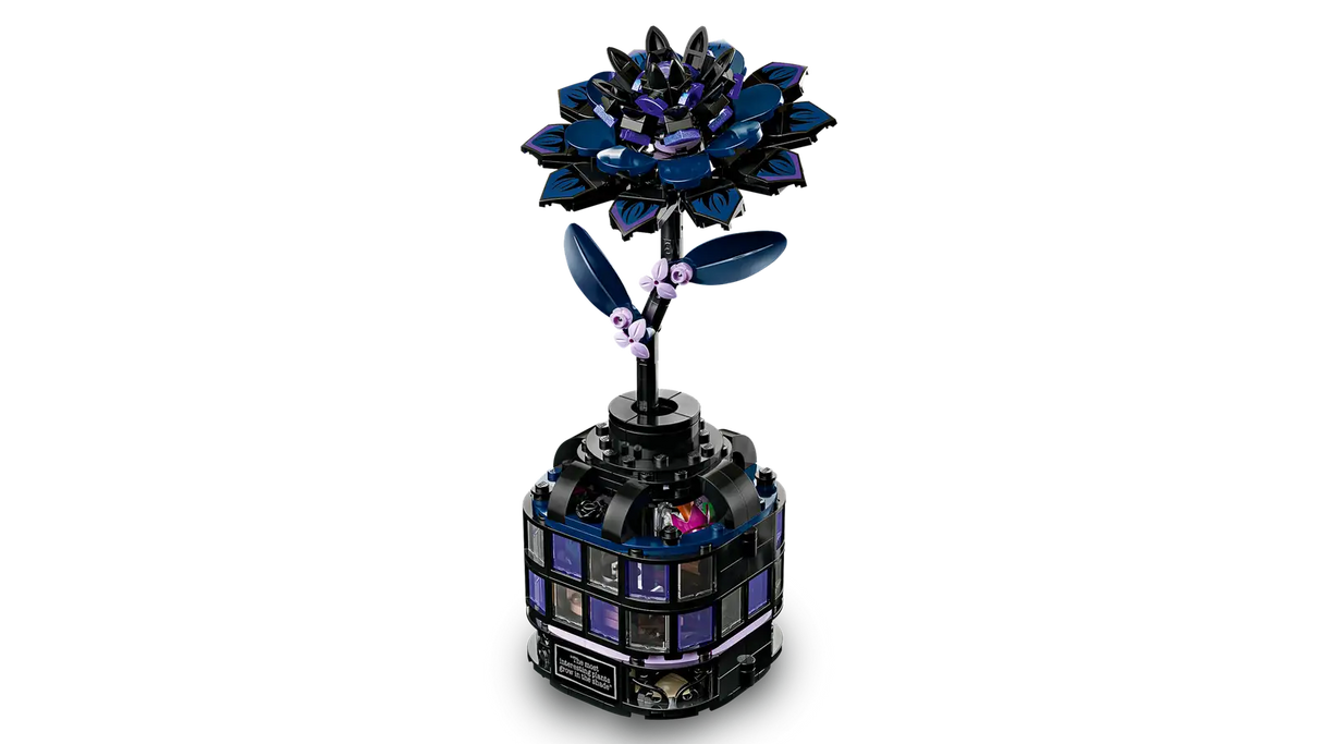 Black Dahlia Flower