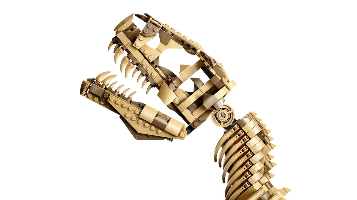 Dinosaur Fossils: Tyrannosaurus rex