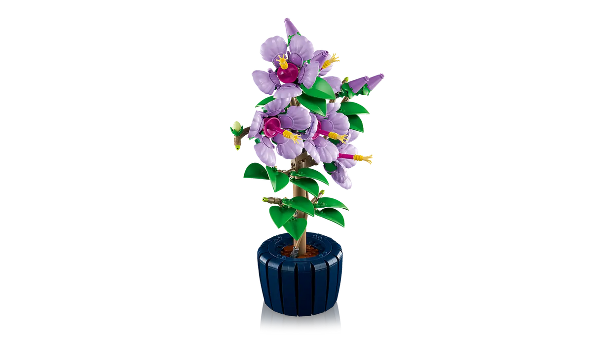 Hibiscus