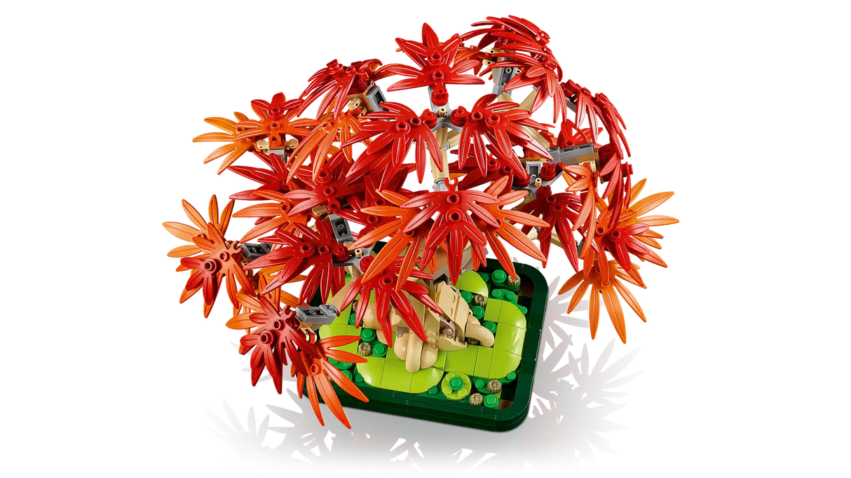 Japanese Red Maple Bonsai Tree