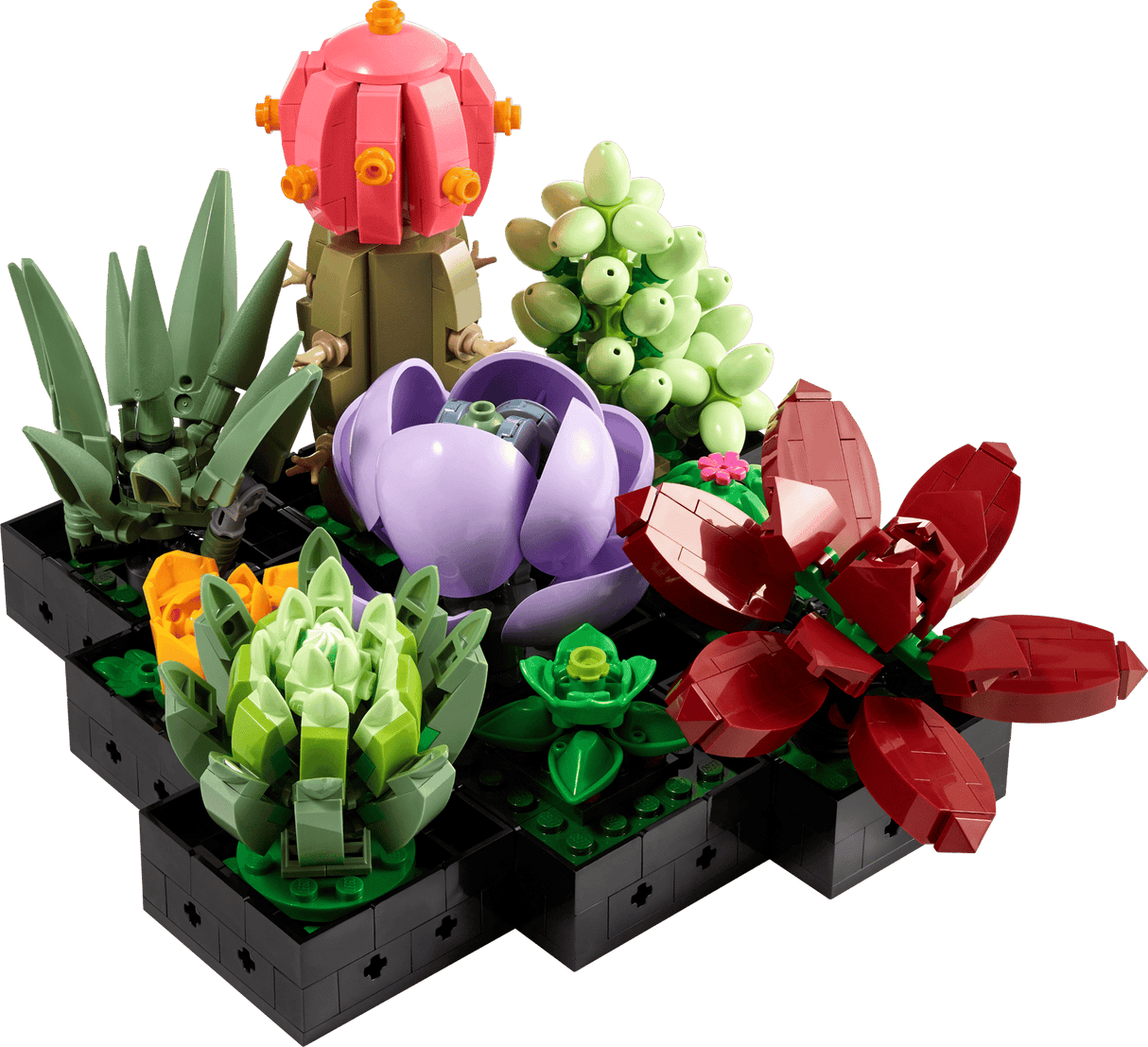 Succulents