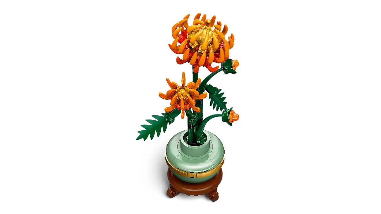 Chrysanthemum