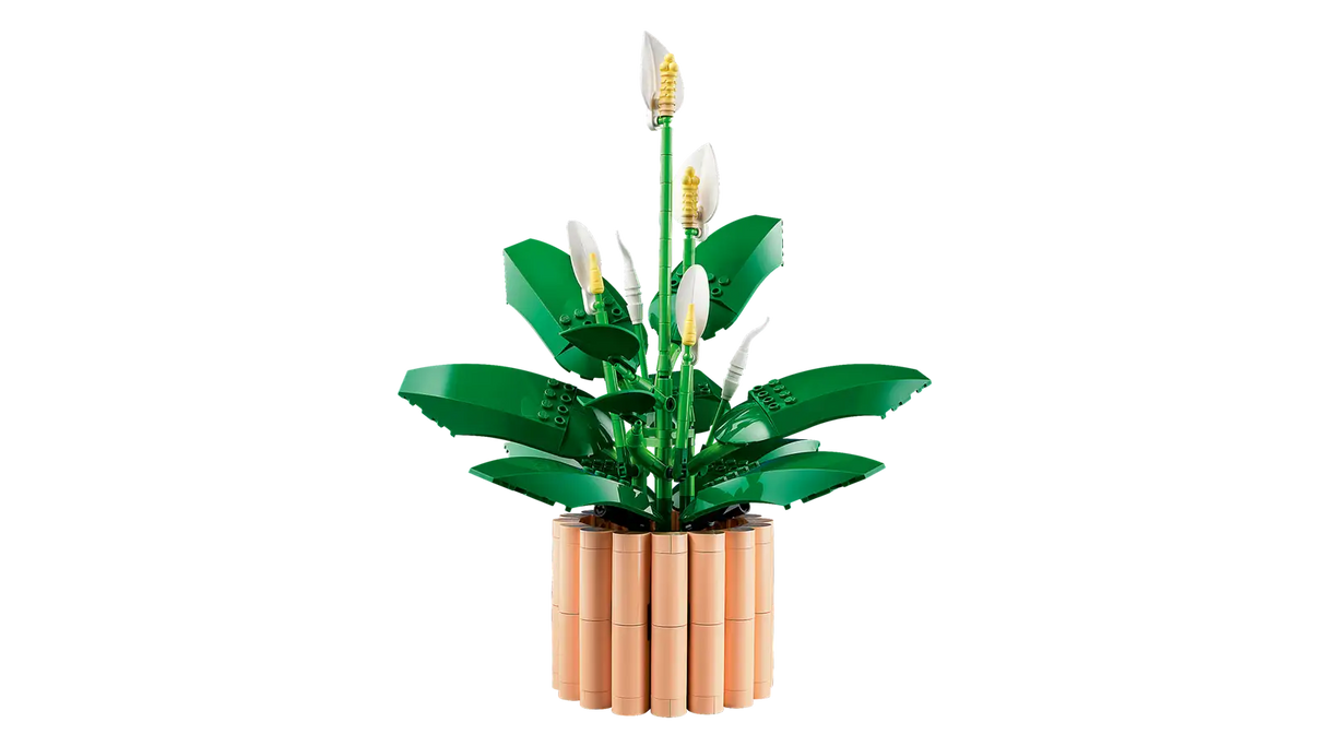 Peace Lily