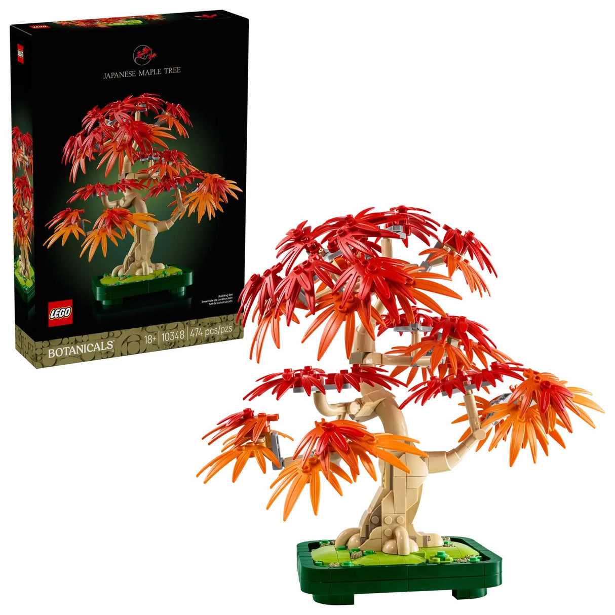 Japanese Red Maple Bonsai Tree