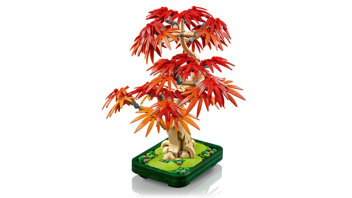 Japanese Red Maple Bonsai Tree