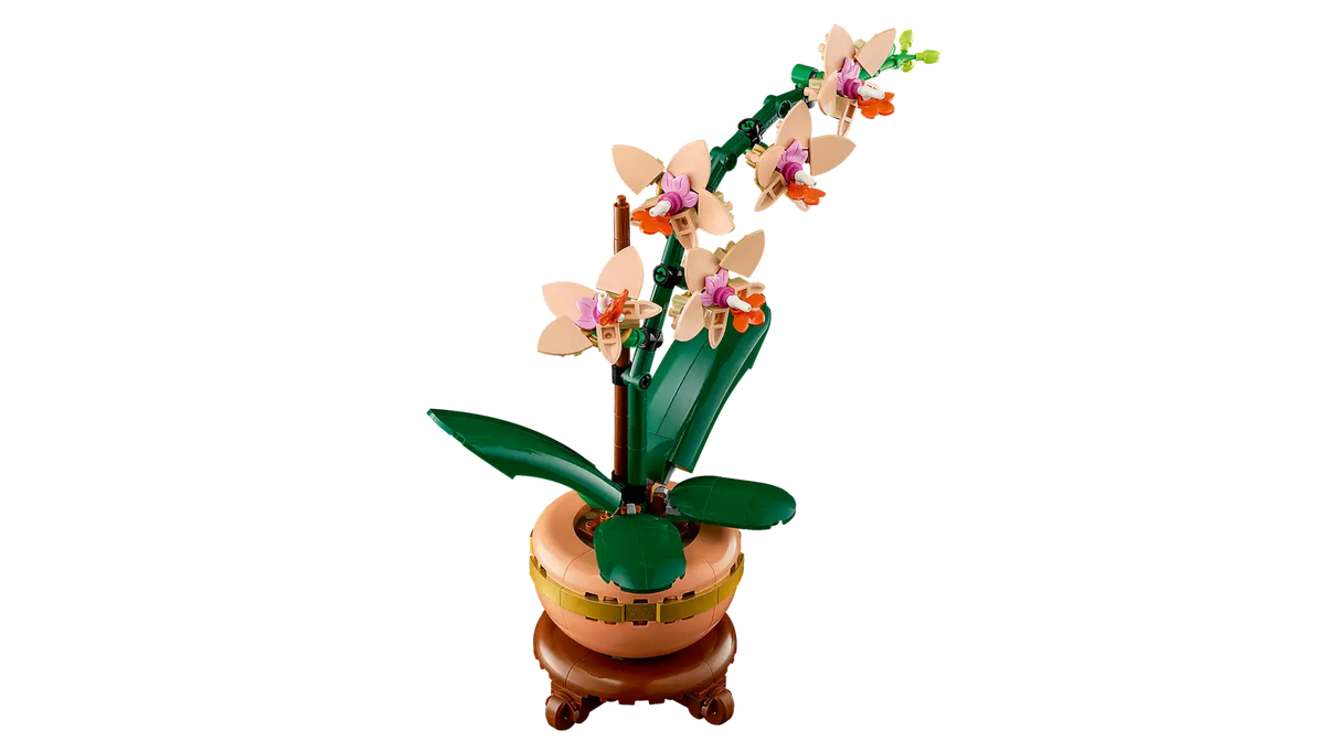 Mini Orchid