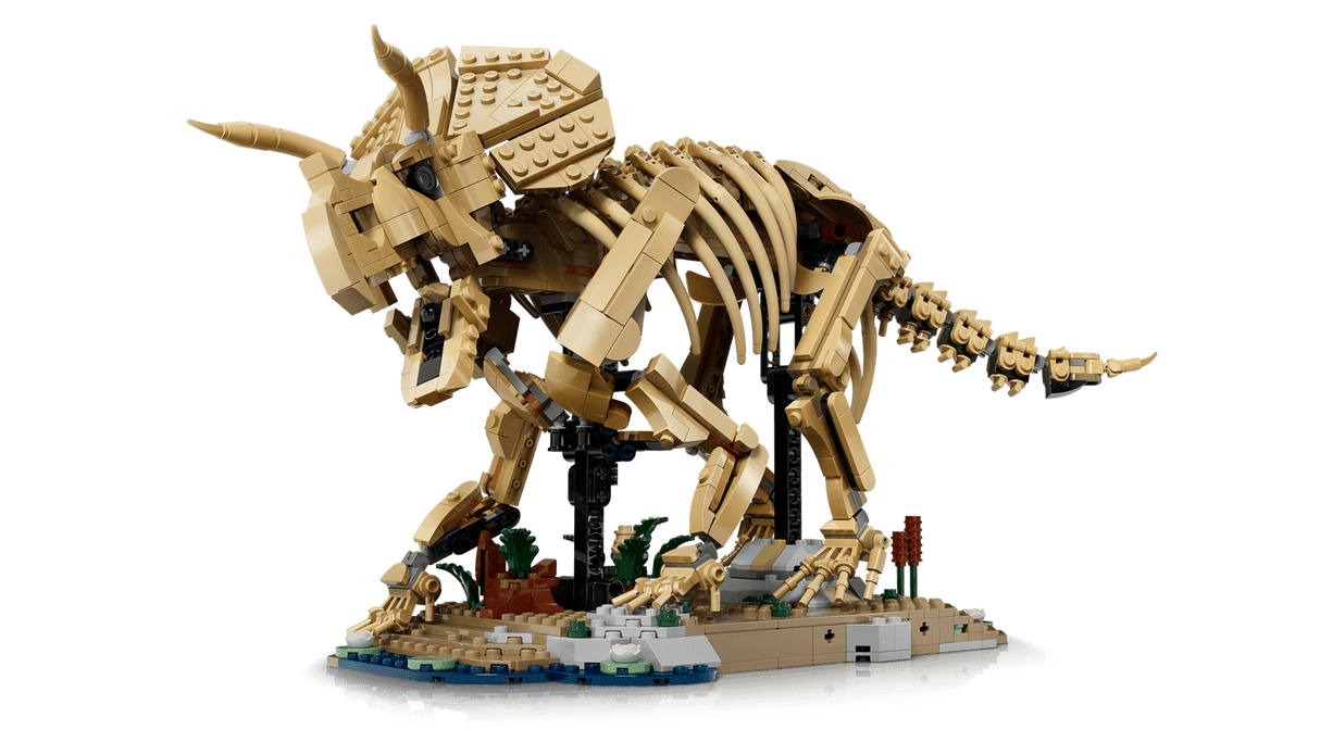 Dinosaur Fossils: Triceratops
