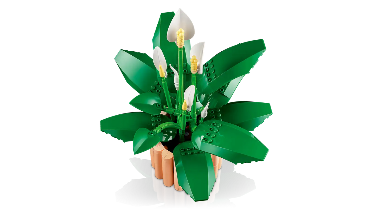 Peace Lily