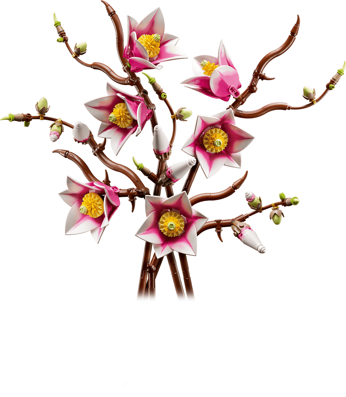 Magnolia Branches