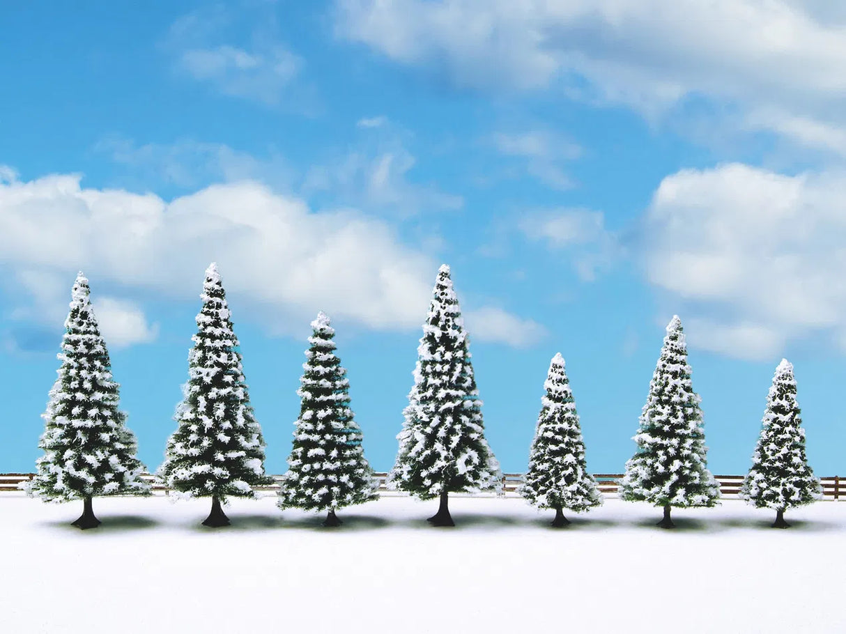 Nordmann Fir