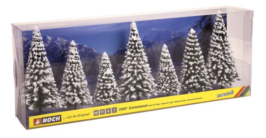 Nordmann Fir