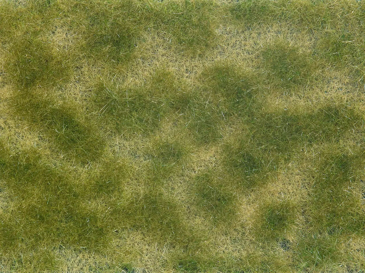 Wild Grass