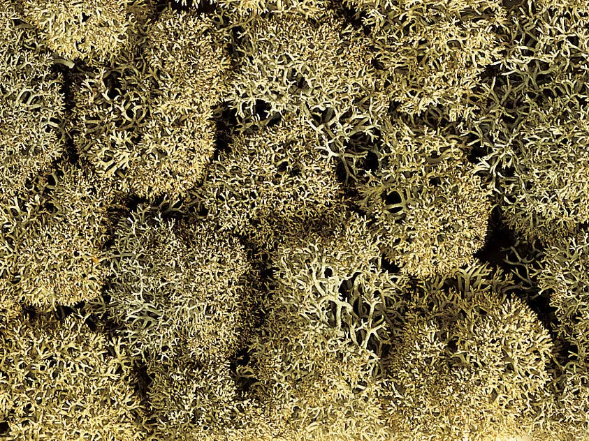 Summer Meadow Grit Grass