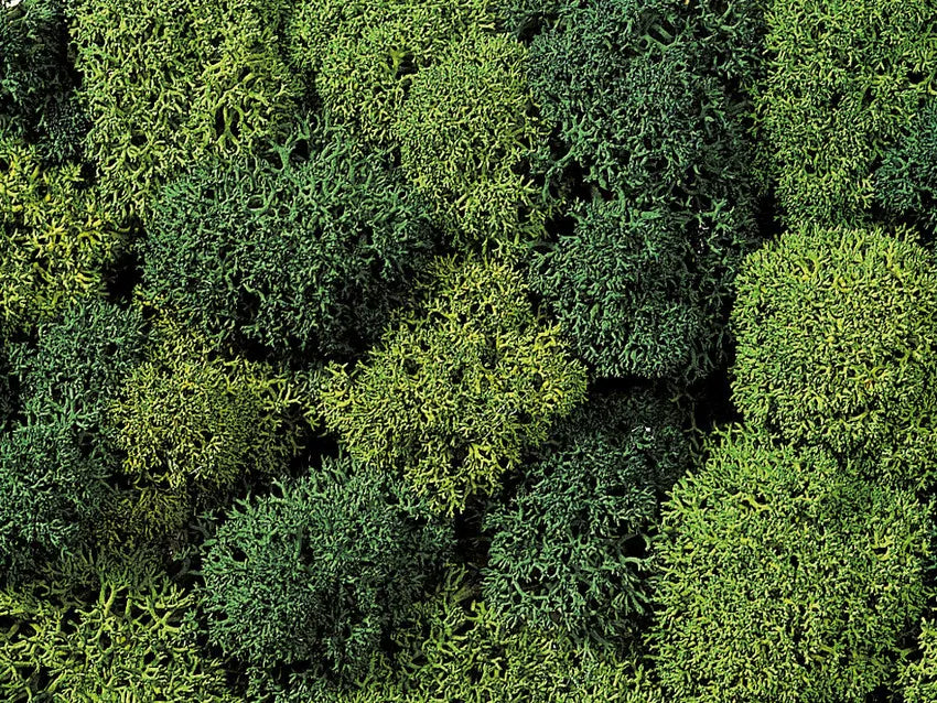 Litter Grass "Forest Floor"