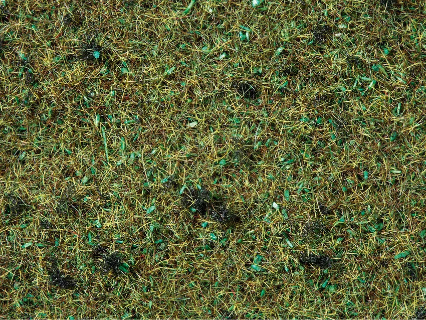 Foliage Foliage
