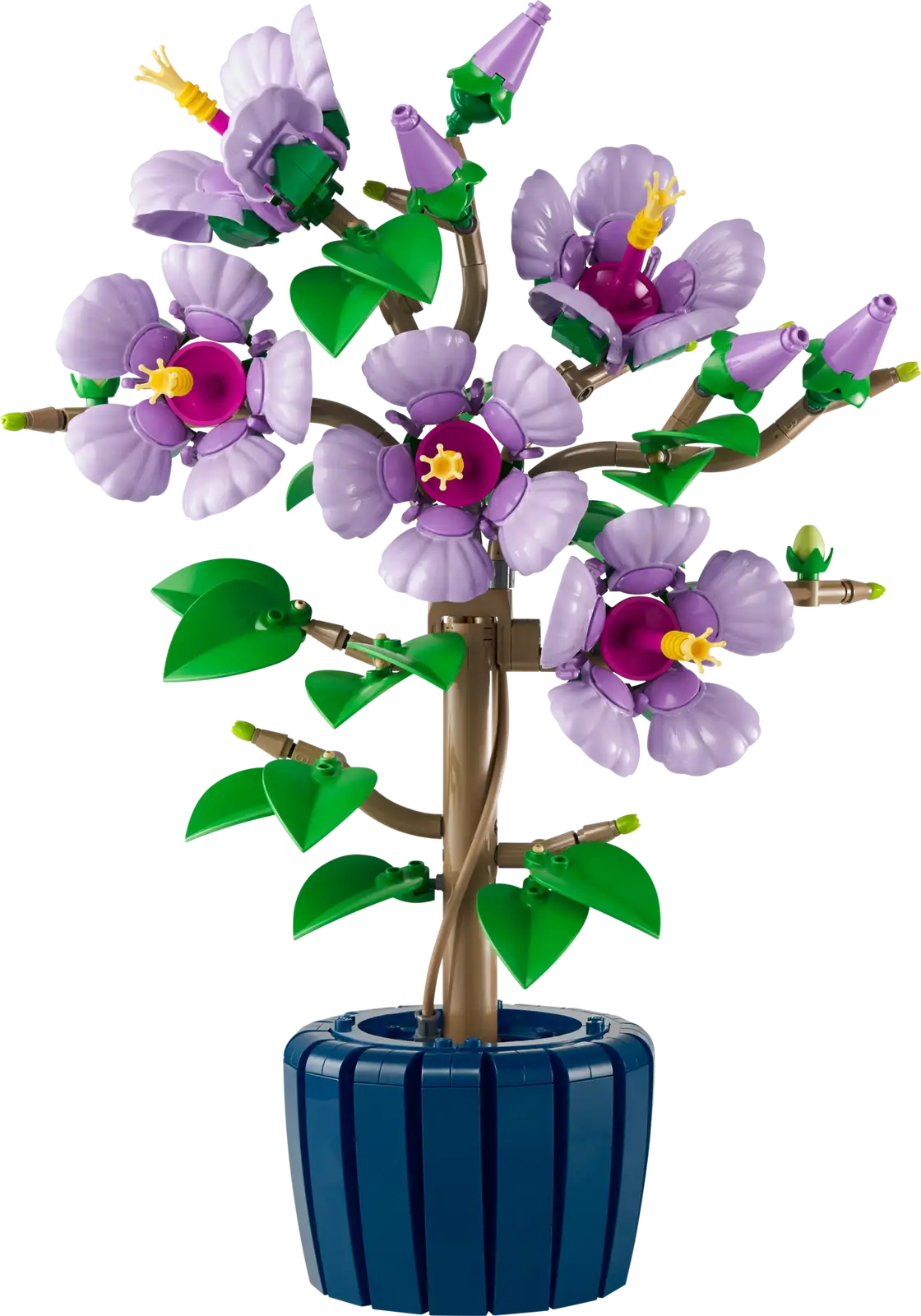 Hibiscus