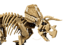 Dinosaur Fossils: Triceratops