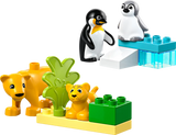Wild Animal Families: Penguins &amp; Lions