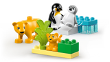 Wild Animal Families: Penguins &amp; Lions