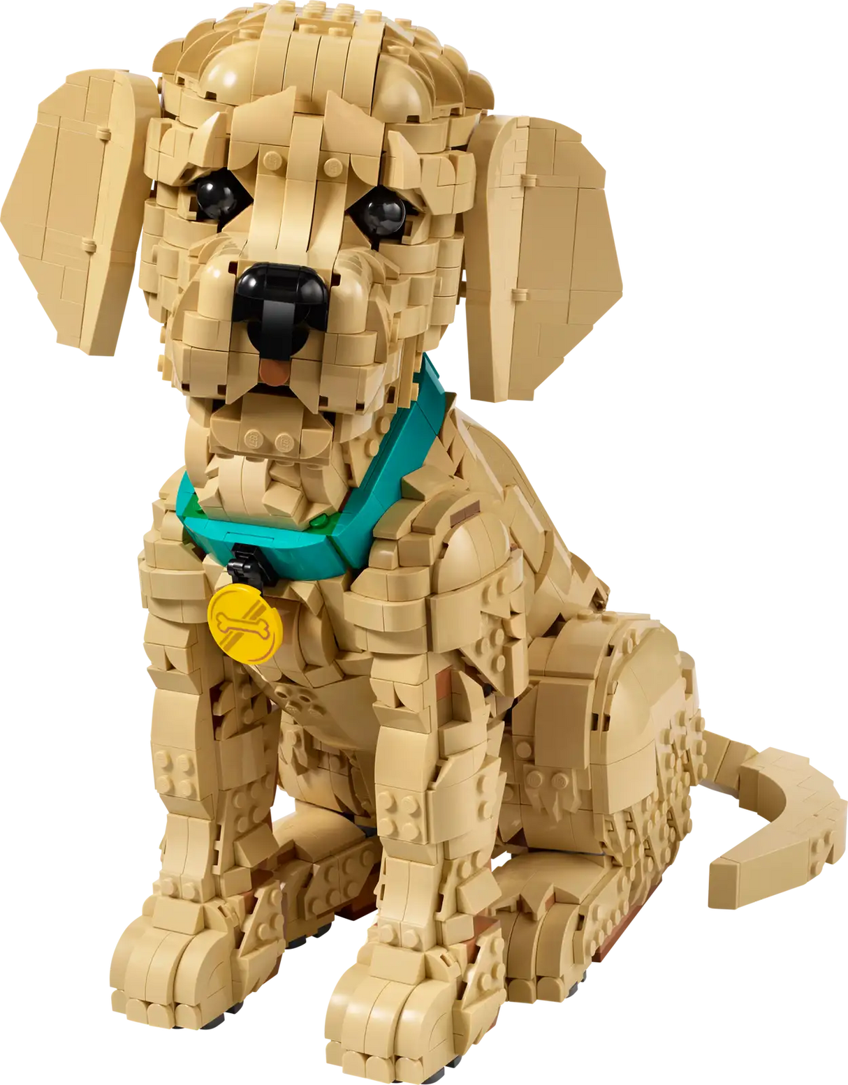 Golden Retriever Puppy