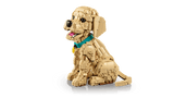 Golden Retriever Puppy