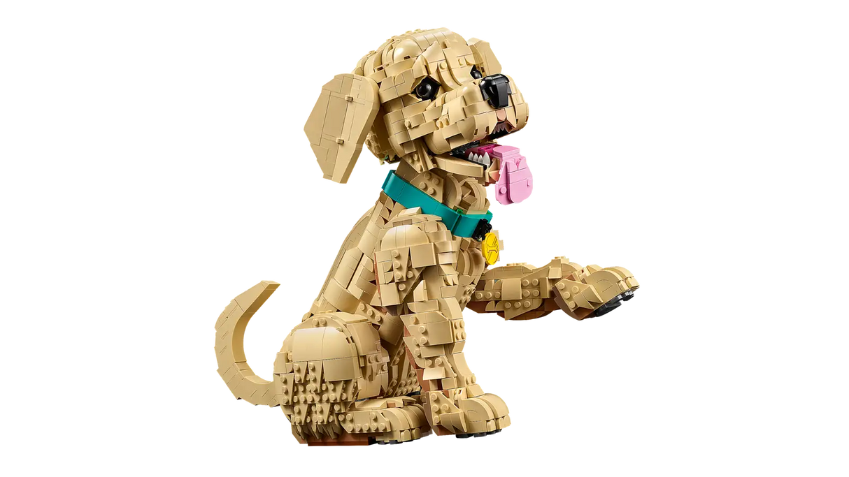 Golden Retriever Puppy