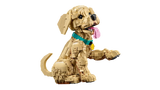 Golden Retriever Puppy