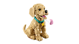 Golden Retriever Puppy