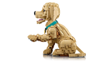 Golden Retriever Puppy
