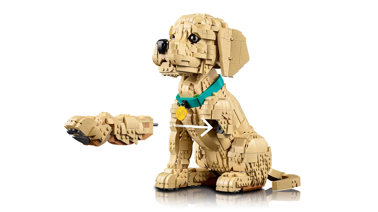 Golden Retriever Puppy