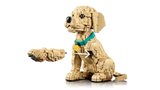 Golden Retriever Puppy