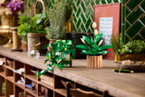 Hanging Golden Pothos