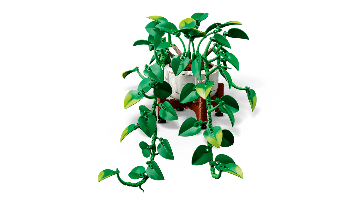 Hanging Golden Pothos