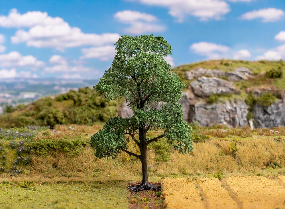 1 PREMIUM holm oak