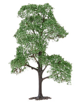 1 PREMIUM holm oak