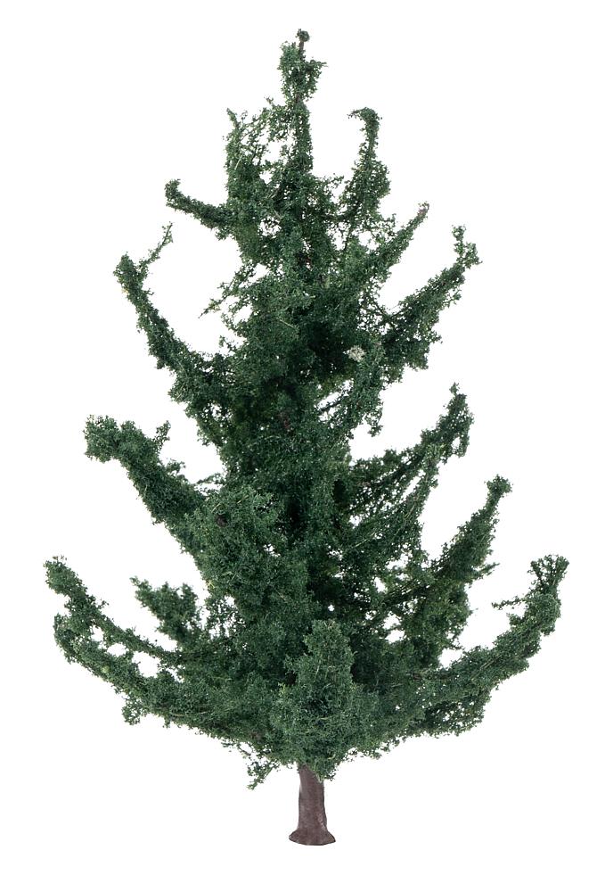 5 PREMIUM blackberry hedges