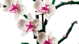 Orchid