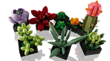 Succulents