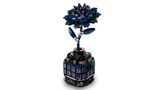 Black Dahlia Flower