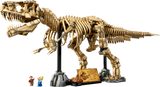 Dinosaur Fossils: Tyrannosaurus rex