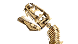 Dinosaur Fossils: Tyrannosaurus rex