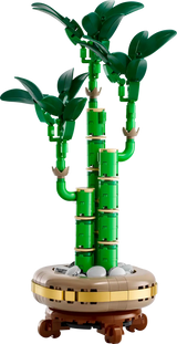 Lucky Bamboo
