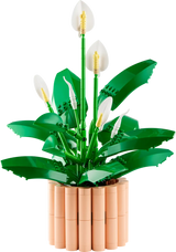 Peace Lily