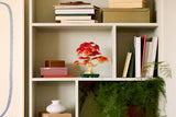Japanese Red Maple Bonsai Tree