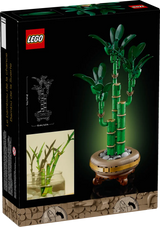Lucky Bamboo