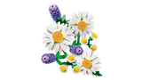 Daisies