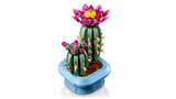 Flowering Cactus
